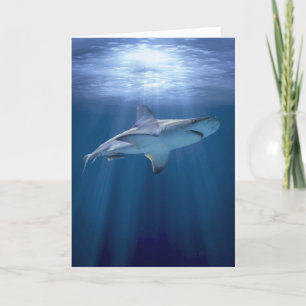 Cruising Shark Card