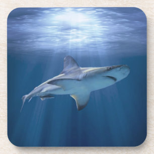 Cruising Shark Coaster