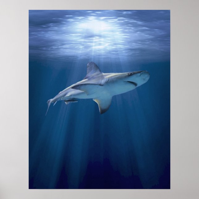 Cruising Shark Poster (Front)