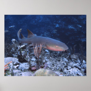 Cruising the Reef Poster