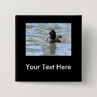 Cruising Tufted Duck