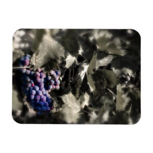 Crush at Tefft Cellars main vineyard Magnet