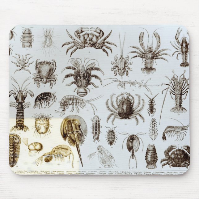 Crustacea and Arachnida Mouse Mat (Front)