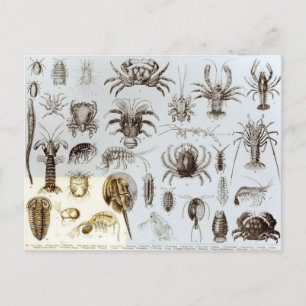 Crustacea and Arachnida Postcard