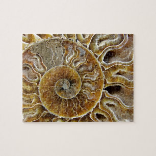 Crustacean Fossil Puzzle
