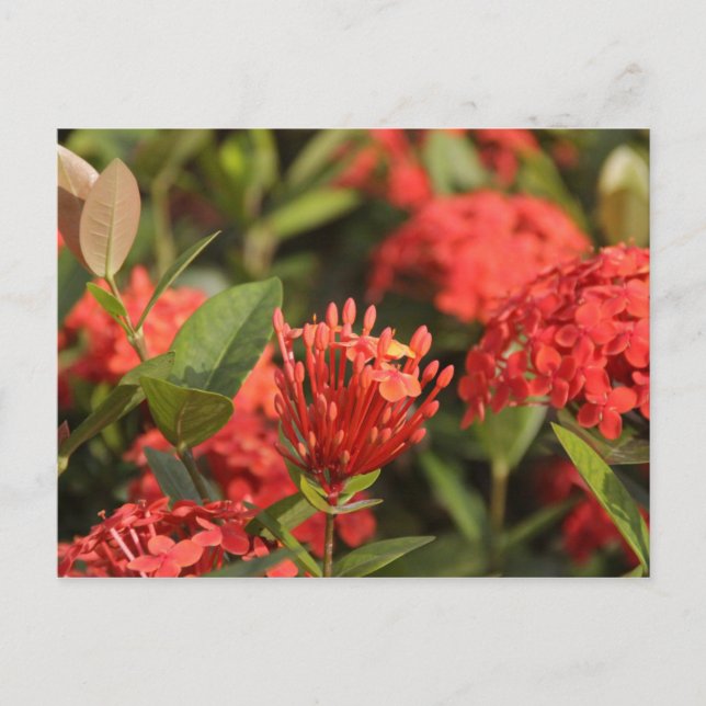 Cruz de Marta Postcard (Front)