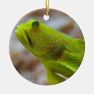 Cryptocentrus cinctus ceramic tree decoration