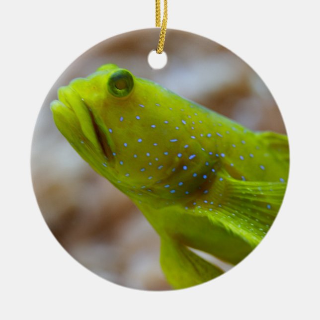 Cryptocentrus cinctus ceramic tree decoration (Front)