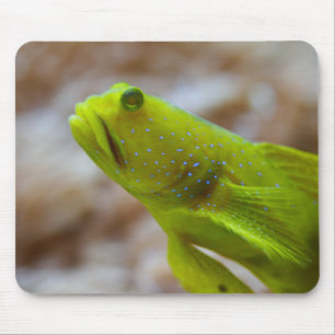 Cryptocentrus cinctus mouse mat