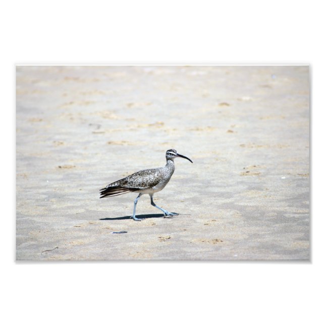 Crystal Cove State Park Photo Print (Front)