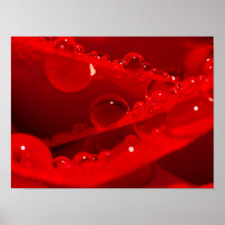 Crystal Water Droplets on Vivid Red Petals Poster