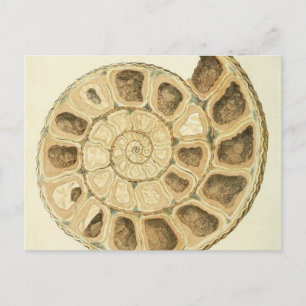 Crystallised Seashell Mineralogy Illustration Postcard