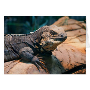 Ctenosaura melanosterna