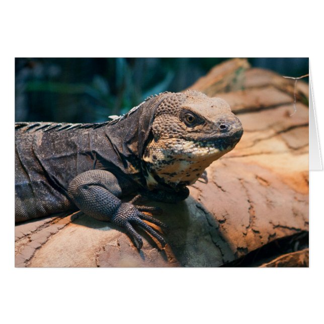 Ctenosaura melanosterna (Front Horizontal)