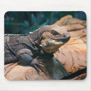 Ctenosaura melanosterna mouse mat
