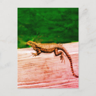Cuban curlytail lizard in Florida Postcard