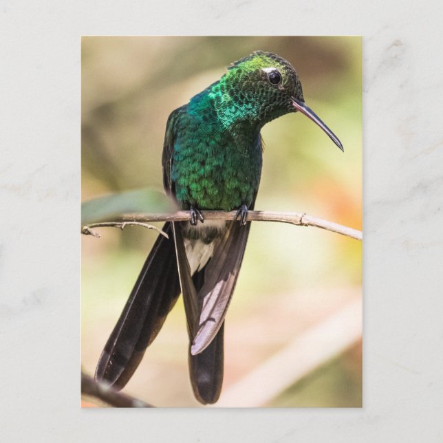 Cuban Emerald Hummingbird Postcard (Front)