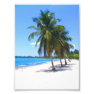 Cuban Palm Trees Photo Print