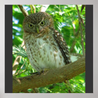 Cuban Pygmy Owl Animal Feather Tree Nature Destiny