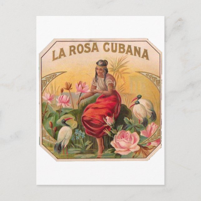 Cuban Rosa Design Vintage Cuba Postcard (Front)