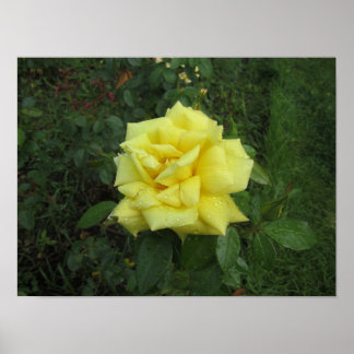 Cubist Rose Poster