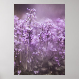 Cuckoo Flower Nature Photo Poster