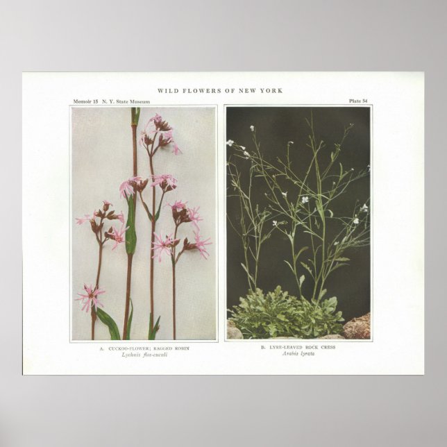 Cuckoo-Flower; Ragged Robin - Lychnis flos-cuculi Poster (Front)