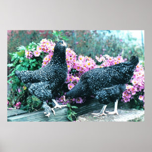 Cuckoo Marans Hens Poster