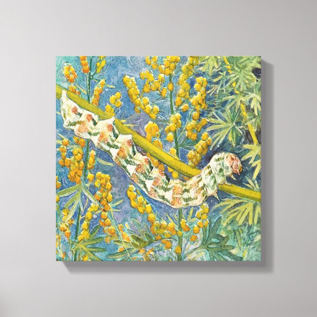 Cucullia Absinthii Wormwood Caterpillar  Canvas Print (Front)