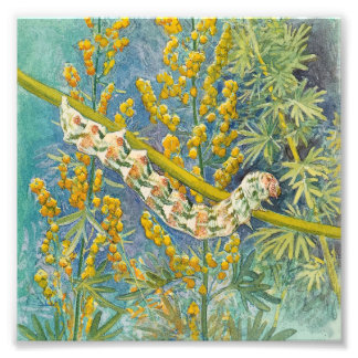 Cucullia Absinthii Wormwood Caterpillar  Photo Print