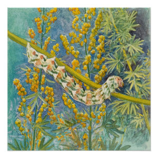 Cucullia Absinthii Wormwood Caterpillar  Poster