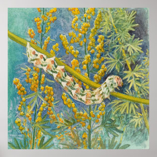 Cucullia Absinthii Wormwood Caterpillar  Poster