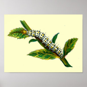 Cucullia verbasci caterpillar poster