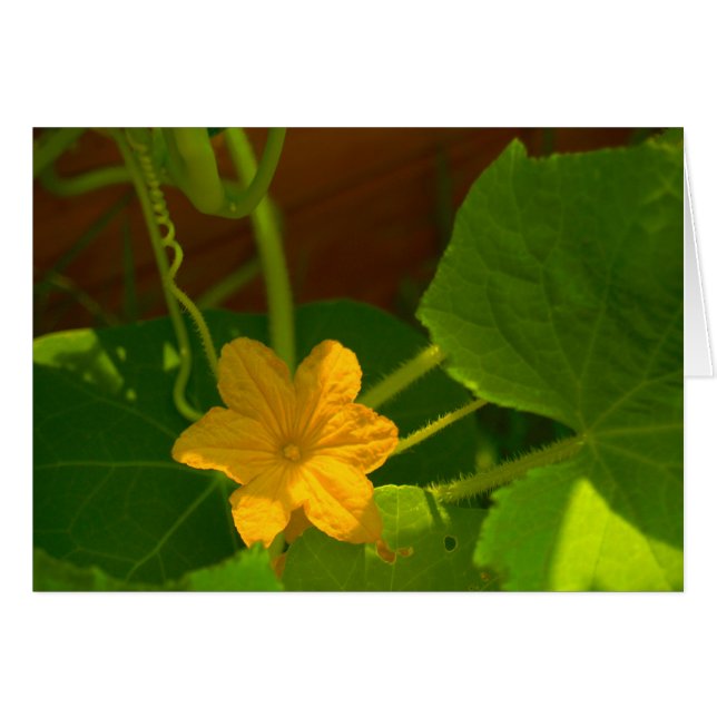 Cucumber Bloom (Front Horizontal)