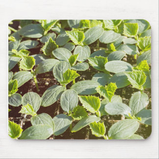 Cucumber Seedlings Mouse Mat