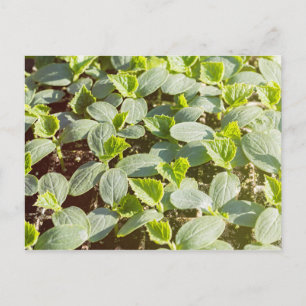 Cucumber Seedlings Postcard