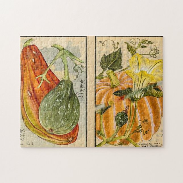 Cucurbita pepo - Seikei Zusetsu Jigsaw Puzzle (Horizontal)