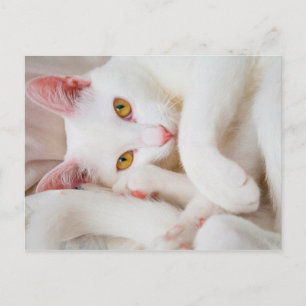 cuddle kitty postcard