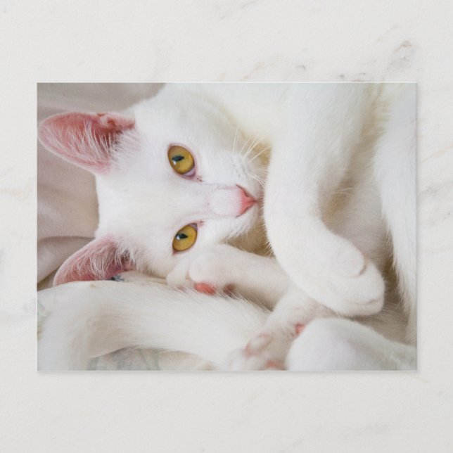 cuddle kitty postcard (Front)