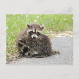 Cuddling Baby Raccoons Postcard