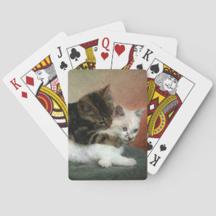 Cuddling kittens playing cards