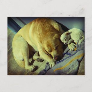 Cuddling Labrador and puppy Postcard