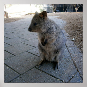 Cuddly Australian Quokka,  Poster