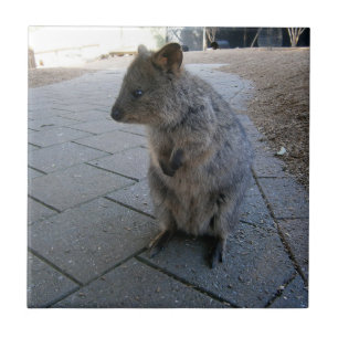 Cuddly Australian Quokka, Tile