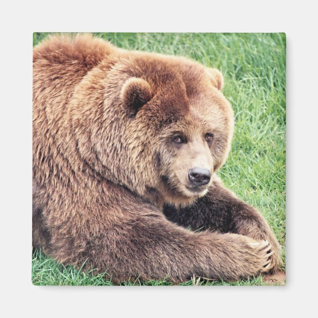 Cuddly Brown Bear Photograph Magnet (Front)