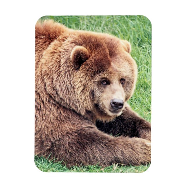 Cuddly Brown Bear Photograph Magnet (Vertical)