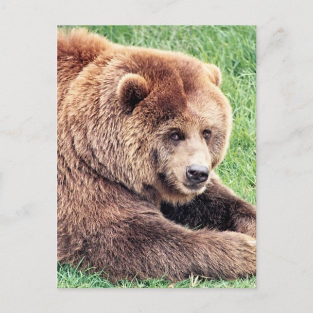 Cuddly Brown Bear Photograph Postcard (Front)