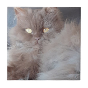 Cuddly Cat Ceramic Tile