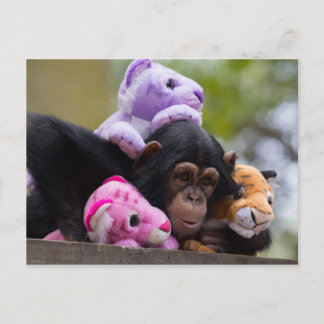 Cuddly Chimp & Animal Friends Postcard