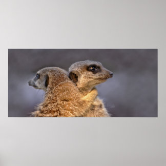 Cuddly Kats Poster